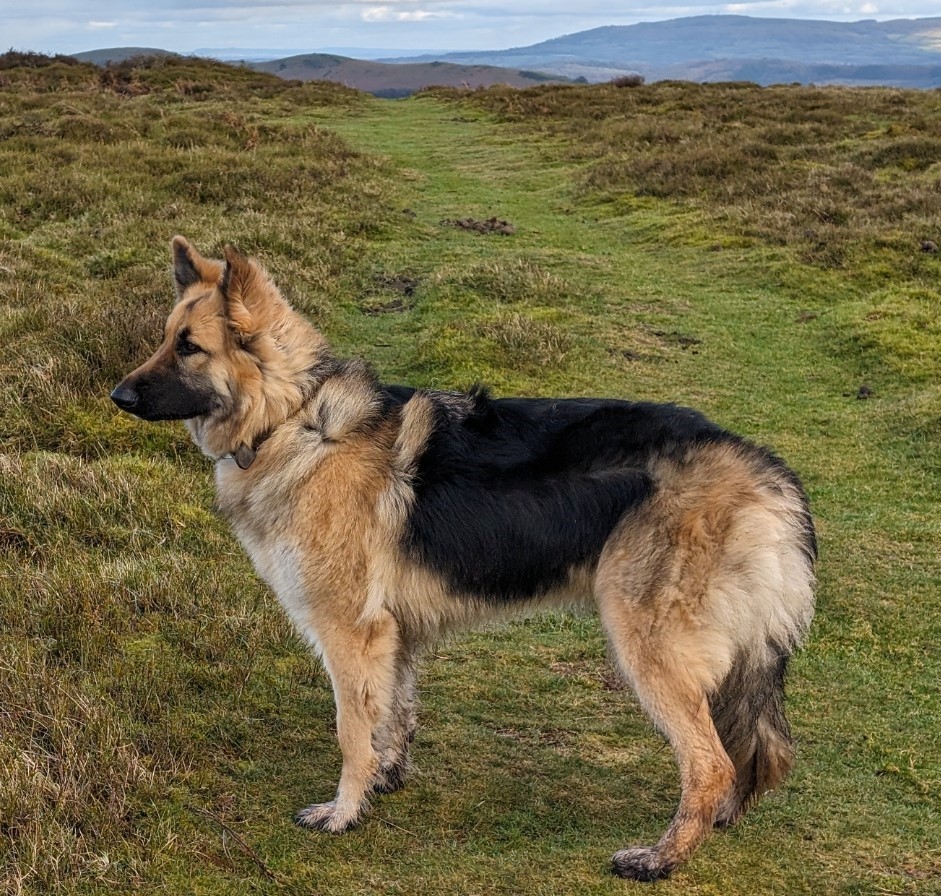 Red Dragon Shiloh Shepherd Kennels