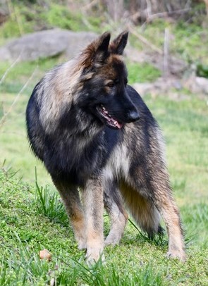 ISSA Shiloh Shepherd Upcoming Litters, Puppies for sale